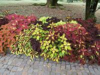 Botanische Gärten der Villa Taranto in Intra