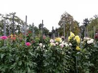 Botanische Gärten der Villa Taranto in Intra