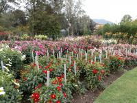 Botanische Gärten der Villa Taranto in Intra