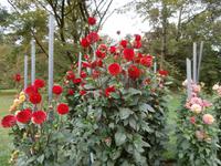 Botanische Gärten der Villa Taranto in Intra-im Dahlienlabyrinth