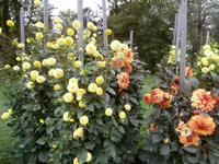 Botanische Gärten der Villa Taranto in Intra-im Dahlienlabyrinth