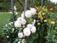 Botanische Gärten der Villa Taranto in Intra-im Dahlienlabyrinth