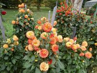 Botanische Gärten der Villa Taranto in Intra-im Dahlienlabyrinth