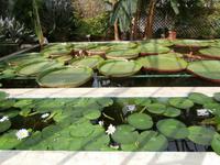 Botanische Gärten der Villa Taranto in Intra