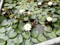 Botanische Gärten der Villa Taranto in Intra