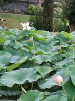Botanische Gärten der Villa Taranto in Intra