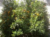 Orangenbaum in der La Limonaia del Castel