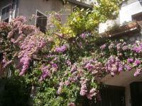 Bougonville in Limone