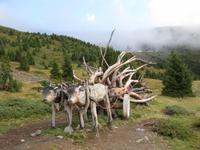 ... Ochsenkarren aus Holz am Wegesrand