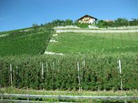 Apfel- und Weinplantagen im Eisacktal 