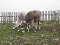 Rindviecher am Penser Joch