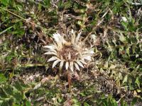 Silberdistel