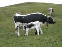 Wanderung auf der Seiser Alm - hier ist die Welt noch in Ordnung