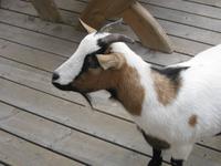 Zicklein auf der Terrasse der Puflatschhütte