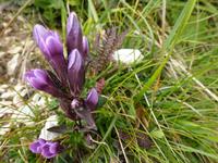 Stängelloser Kalk-Enzian