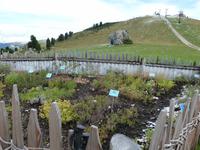 Alpengarten am Rifugio Emilio Comici Hütte 