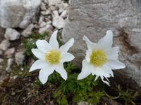 Alpen-Küchenschelle 