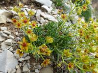 Gletscher-Hahnenfuß 