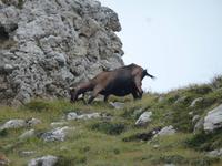 Berg Ziege nahe der Rotwandhütte