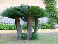 Vatikanische Gärten