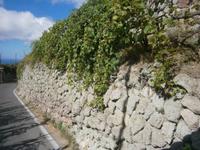 Grüner Tuffstein auf Ischia