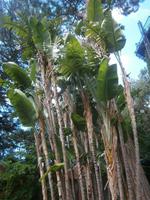Strelitzia Nicolai - Südafrika