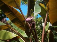 Bananenblüte