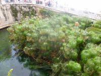 Arethusa-Quelle in Syrakus