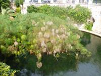 Arethusa-Quelle in Syrakus