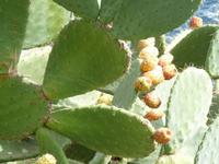 Zyklopenküste bei Aci Castello (Feigenkakteen)