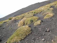 Vegetation auf dem Ätna