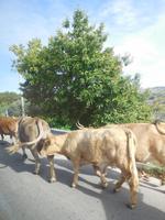 tierischer Gegenverkehr