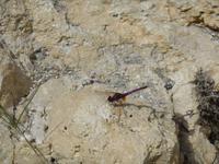 Eine hübsche kleine Libelle