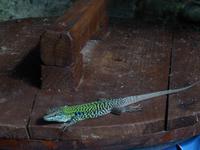 Endlich habe ich eine Eidechse vor die Linse bekommen!