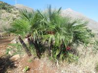 die Zwergpalmen fühlen sich hier sehr wohl