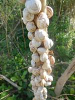 die Schnecken kündigen schon einen Wetterumschwung an