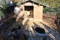 Lebende Krippenbewohner auf dem Thermenplatz - Meran