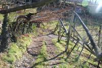 Weingarten von Schloss Rametz