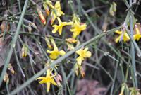 Blühender Ginster im Winter an der Oswaldpromenade