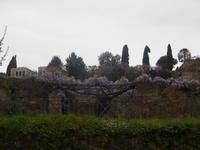 Blick zum Palatin-Hügel (Palatino)