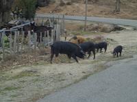 Hausschweine auf der Straße