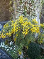 in den Vatikanischen Gärten Rom-Ginster