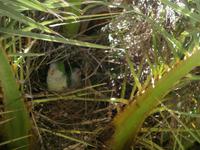 in den Vatikanischen Gärten-Papageien