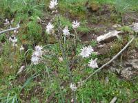 Affodill fast verblüht