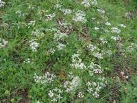 das apullische Schirmchen