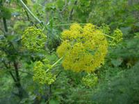 große Rautenpflanze