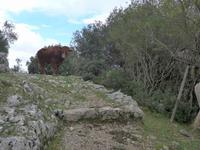 ein Bulle versperrt den Pilgerweg