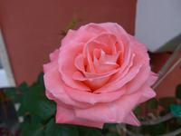 Rose am Hotel La Vela