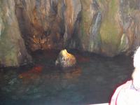 Delphin in der Blauen Grotte