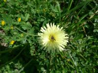 Schwefelkörbchen mit Insekt